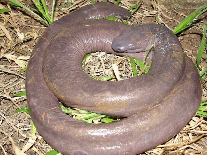 Typhlonectes Natans