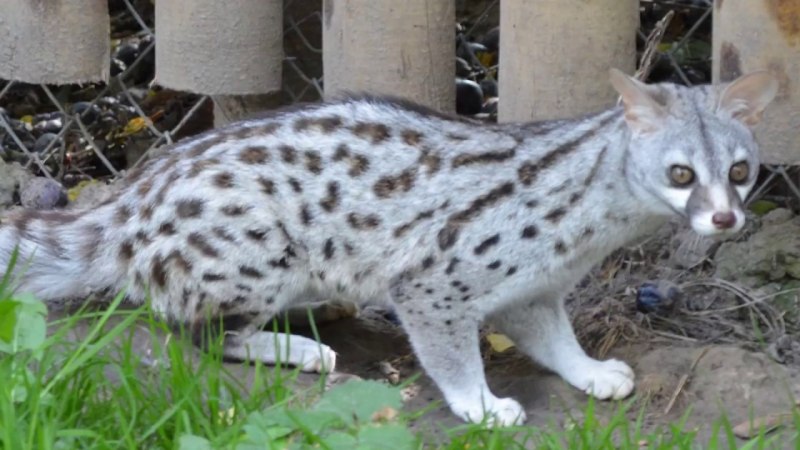 Азиатские линзанги