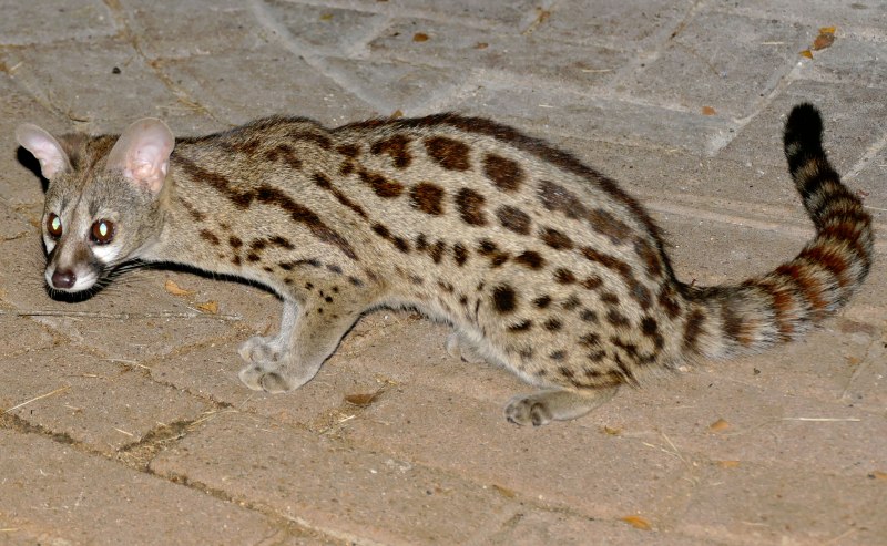 Генетта кошка
