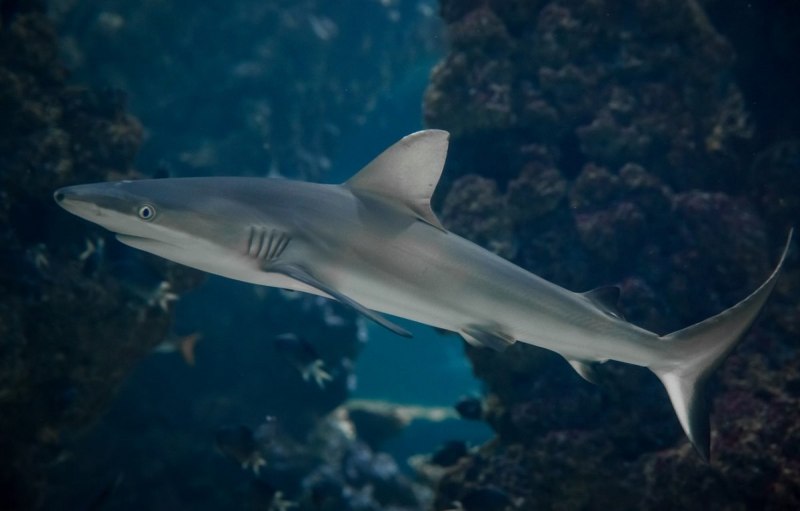 Squalus clarkae