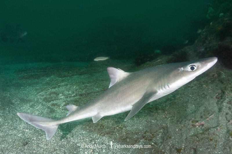 Акулы Etmopterus perryi