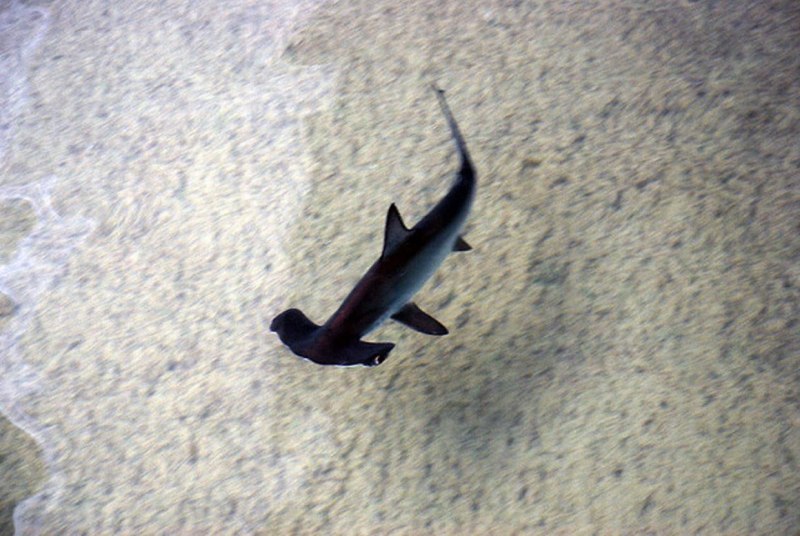 Etmopterus perryi