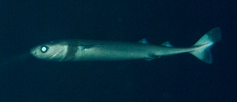 Etmopterus perryi