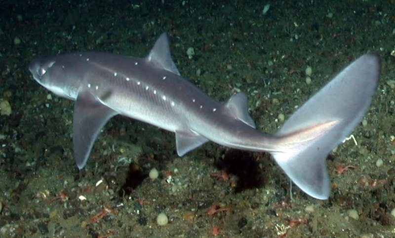 Mollisquama mississippiensis