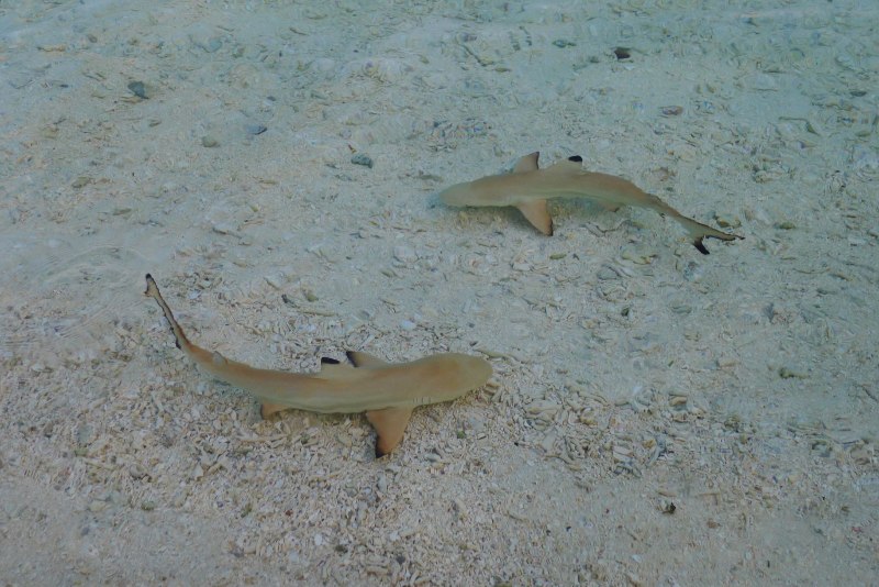 Катран обыкновенный Squalus acanthias на белом фоне