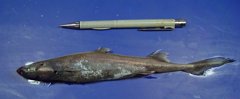 Pliotrema warreni