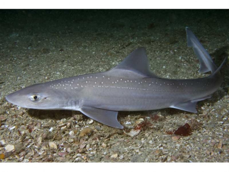 Squaliolus laticaudus