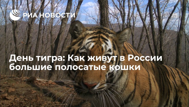 Амурский тигр Хабаровский край