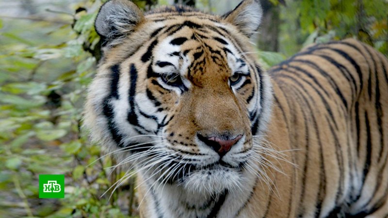 Амурский тигр WWF