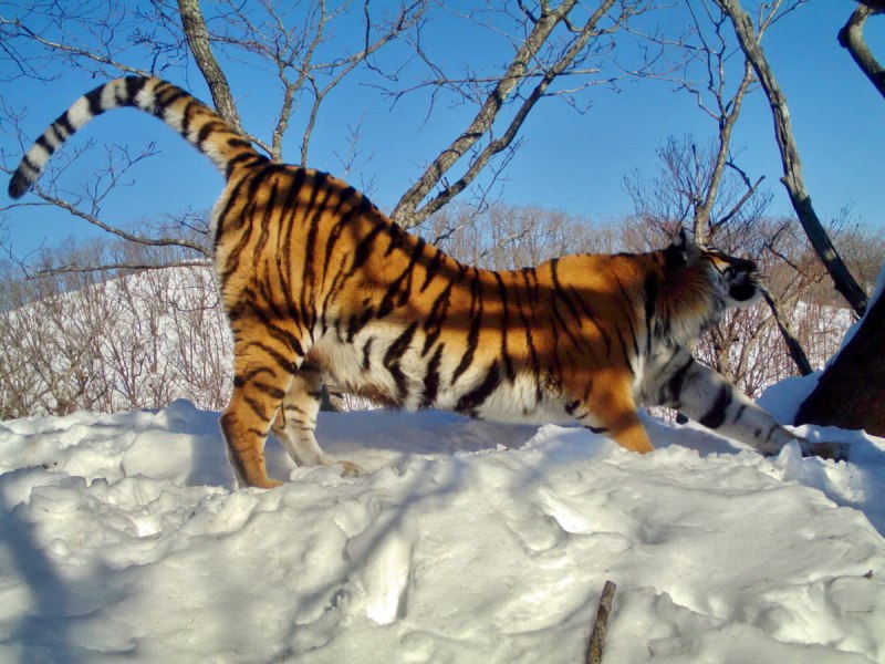 Дальневосточный Уссурийский тигр