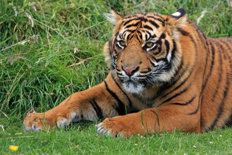 Приморский тигр (67 фото)