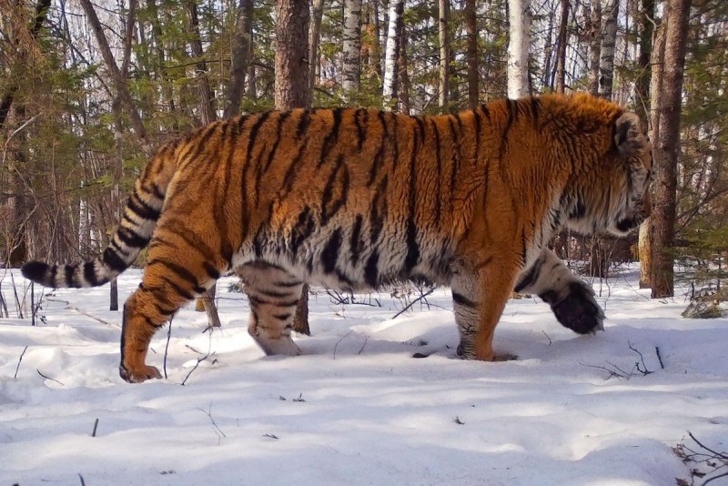 Уссурийский заповедник Амурский тигр