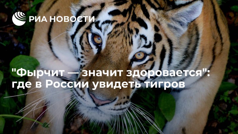 Национальный парк земля леопарда Амурский тигр