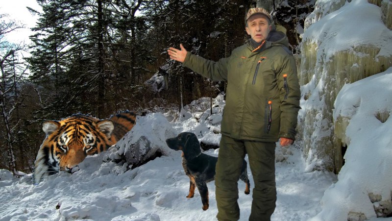 Амурский тигр