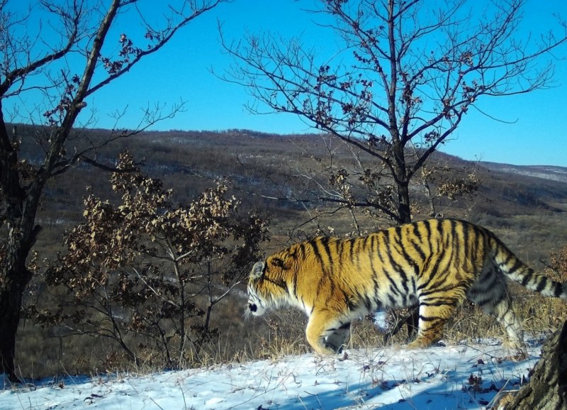 Кедровая Падь Амурский тигр