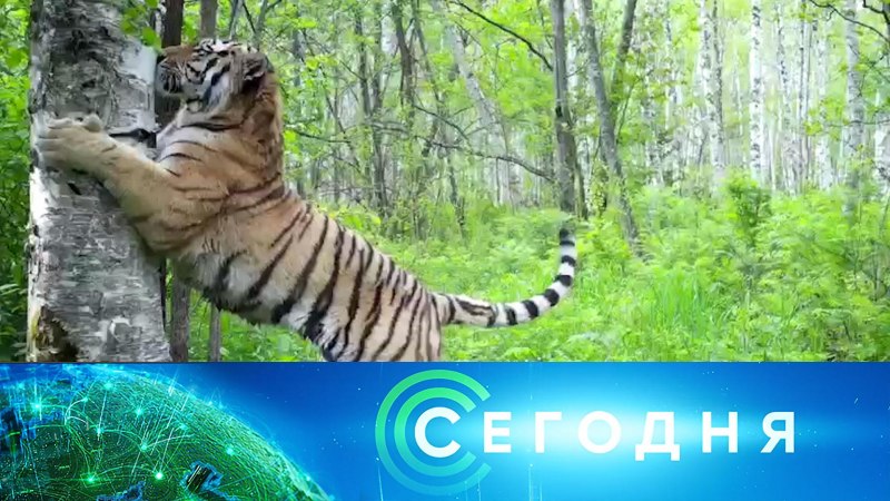 Земля леопарда Амурский тигр