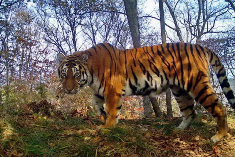 Заповедник Кедровая Падь Амурский тигр
