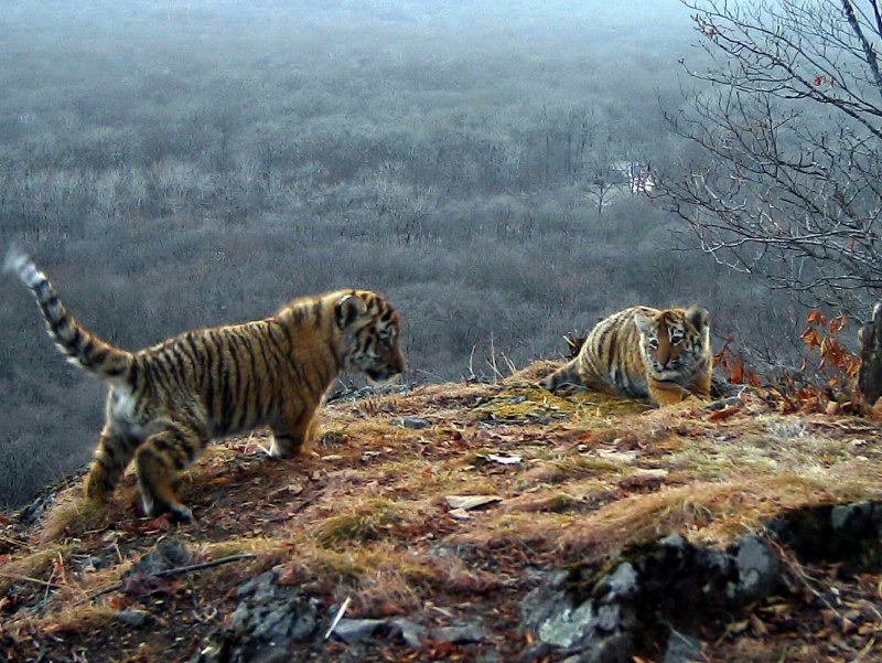 Национальный парк земля леопарда Амурский тигр