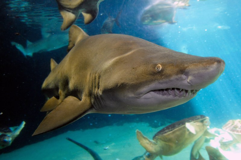 Гигантская акула Cetorhinus Maximus