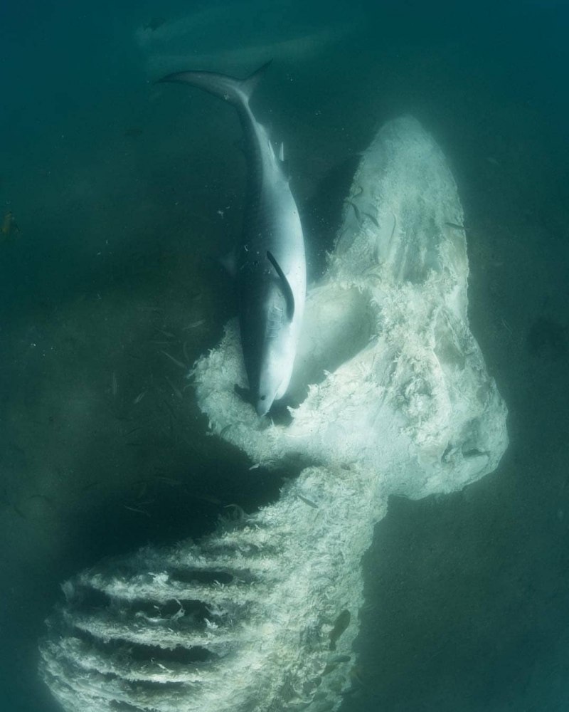 Paleocarcharodon orientalis акула