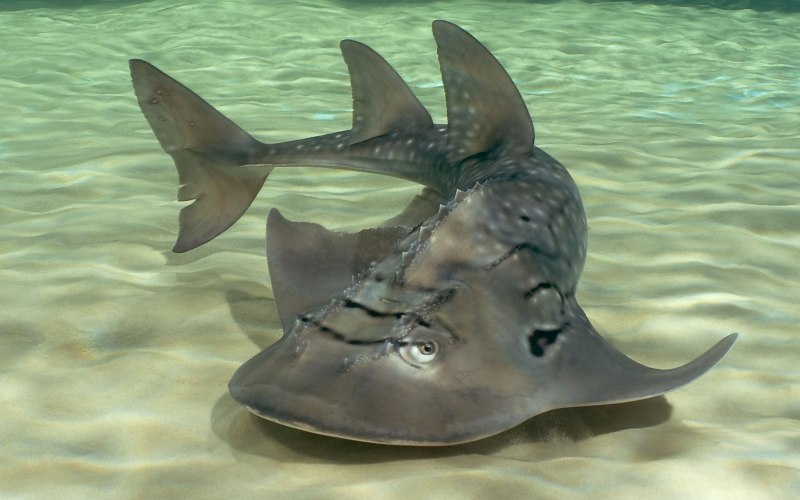 Белое море акулы водятся