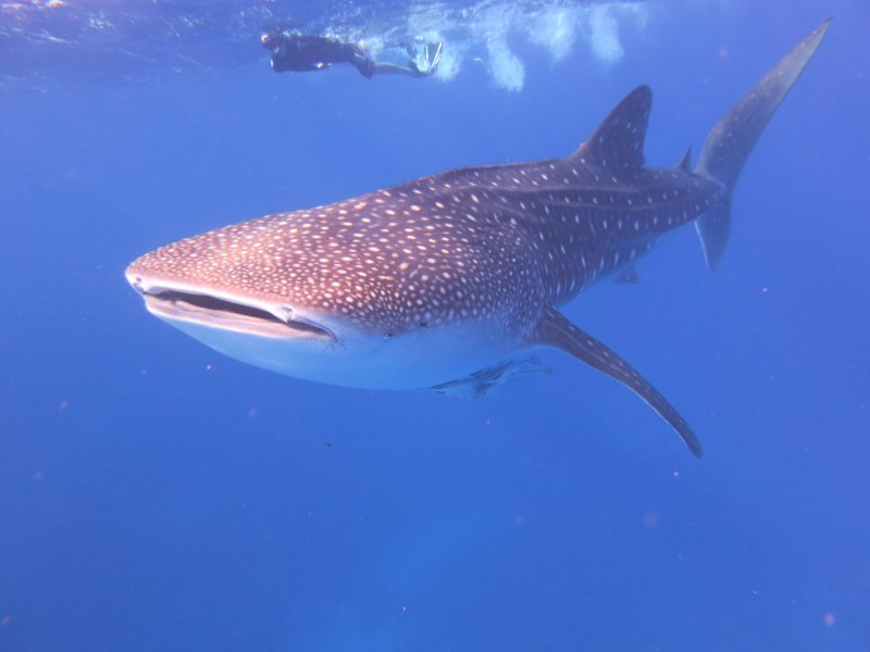 Большая акула Cetorhinus Maximus