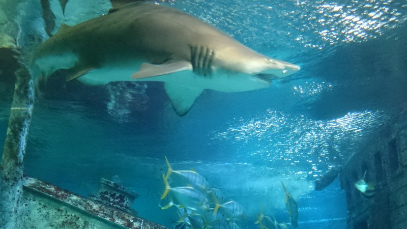 Горбатая акула (58 фото)