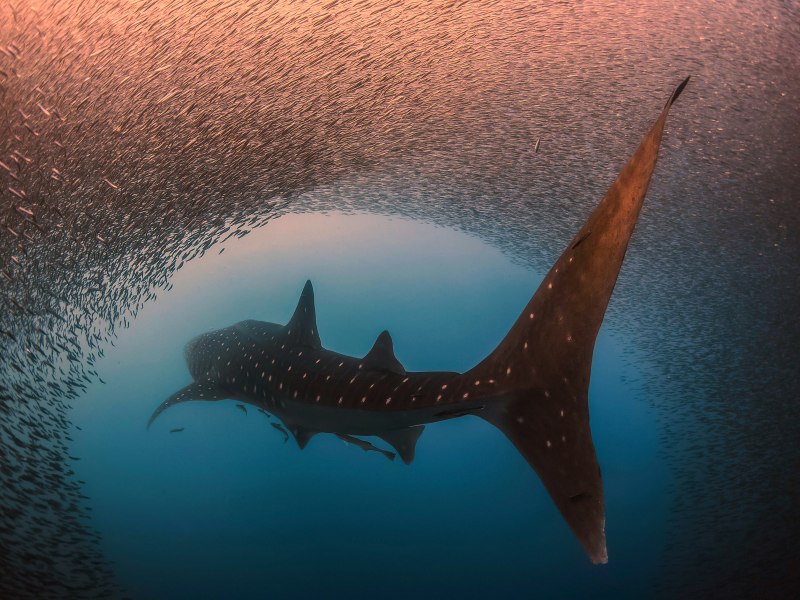 Cetorhinus Maximus