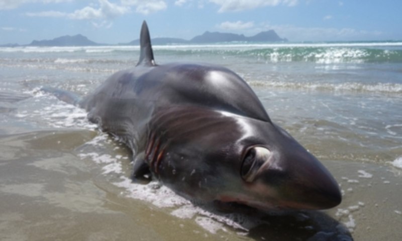 Большая акула Cetorhinus Maximus