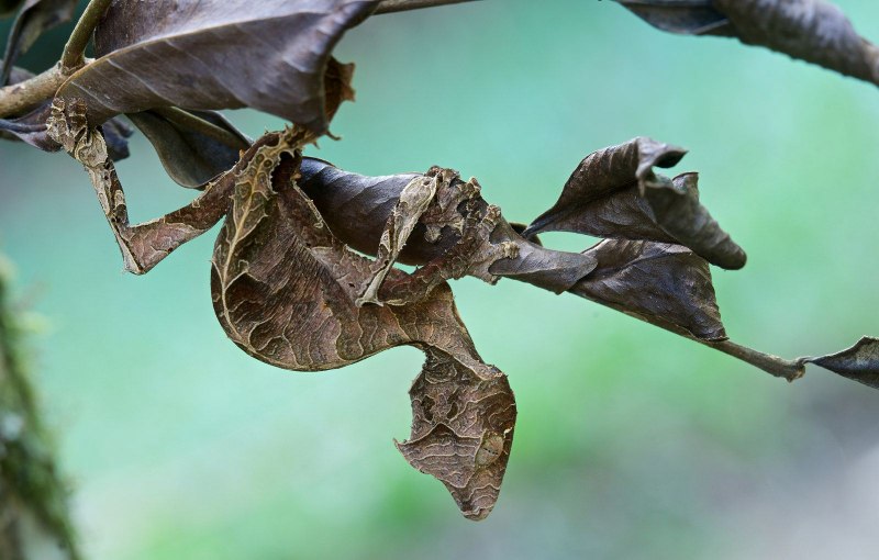 Листохвостый геккон Uroplatus phantasticus