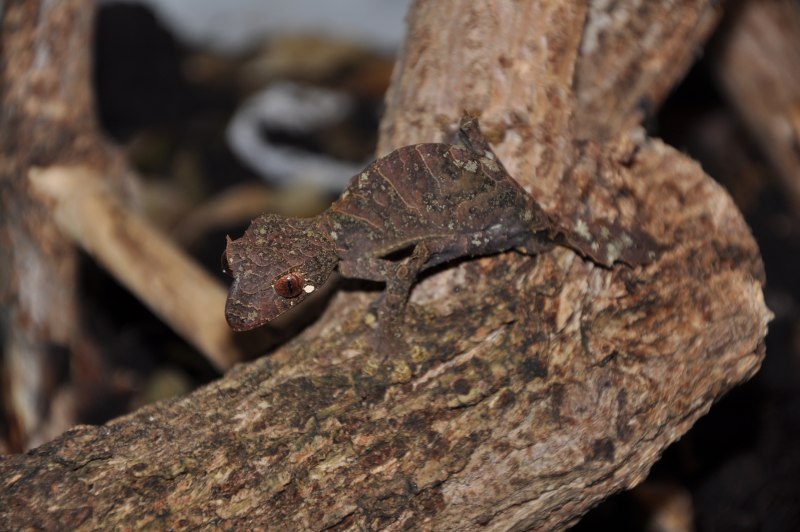 Uroplatus finiavana