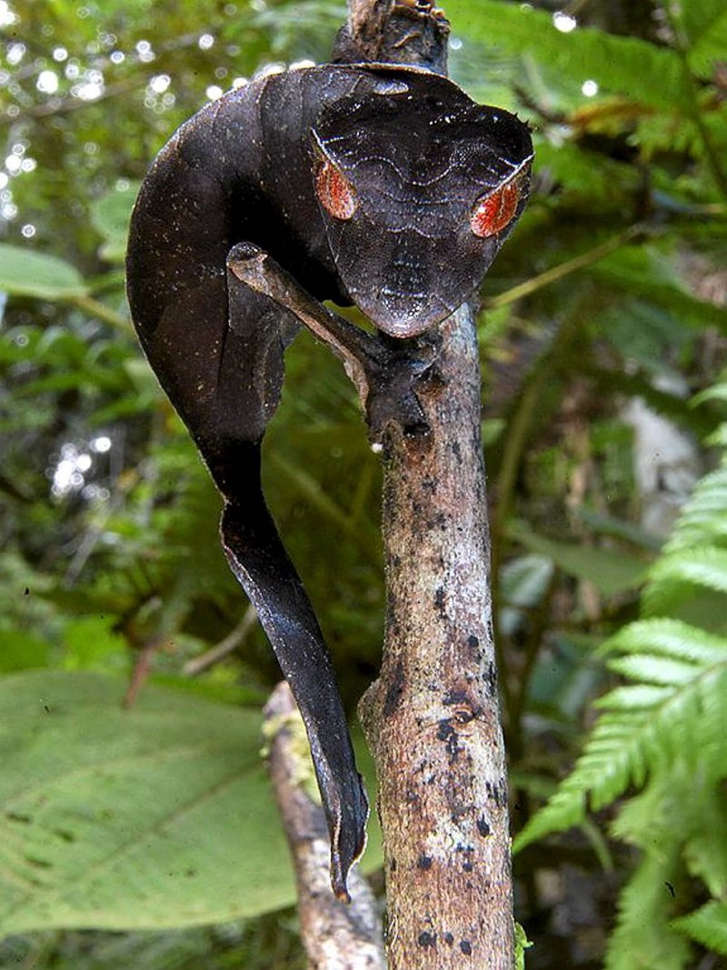 Листохвостый геккон Uroplatus phantasticus