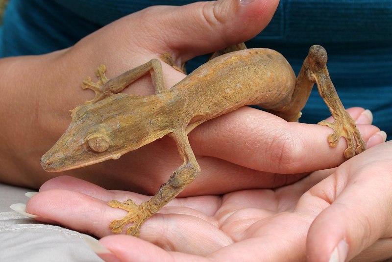 Uroplatus lineatus