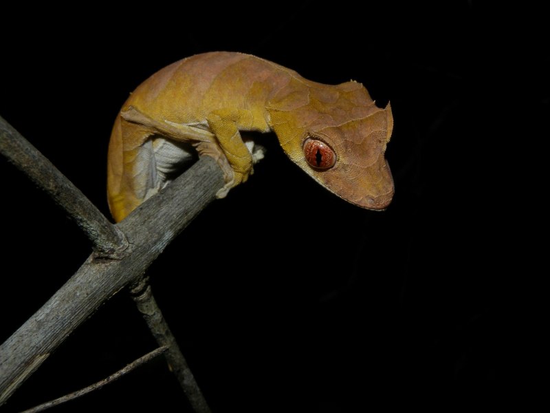 Uroplatus ebenaui