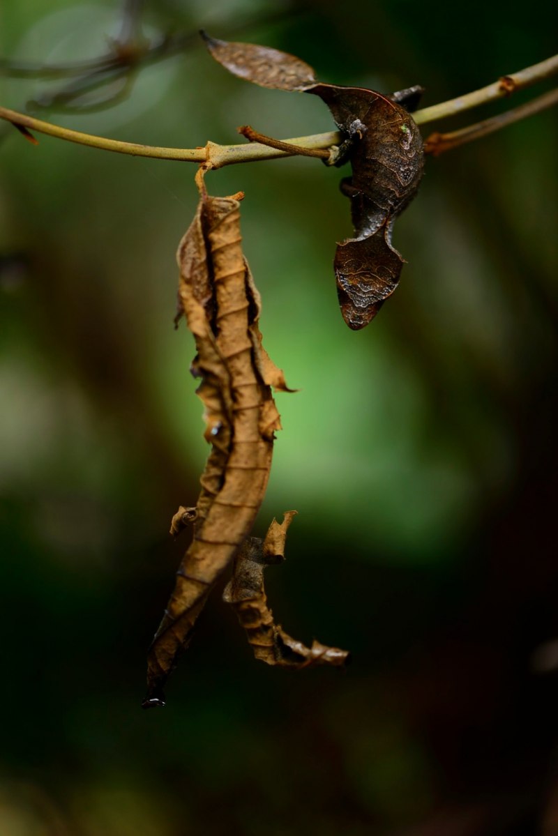 Листохвостый геккон Uroplatus phantasticus