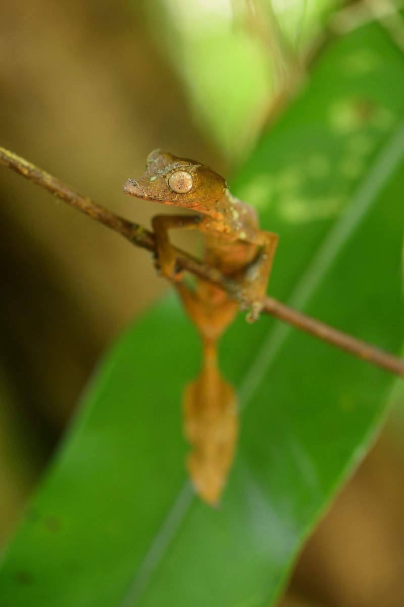 Uroplatus phantasticus
