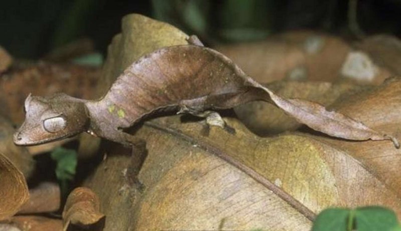 Гекконы рода Uroplatus