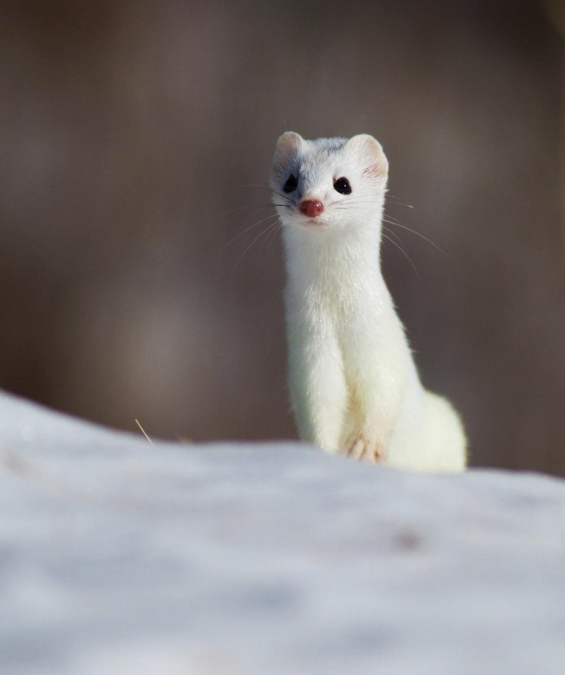 Горностай (Mustela erminea)