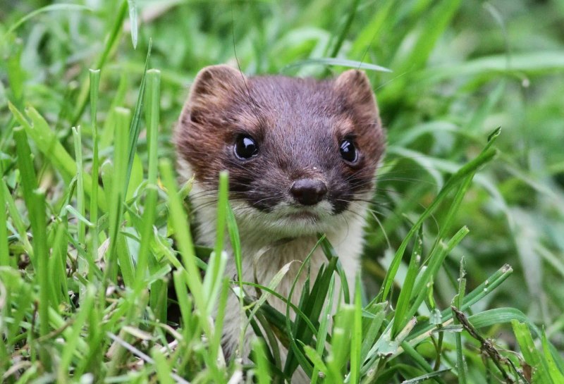 Ласка Mustela nivalis Linnaeus, 1766
