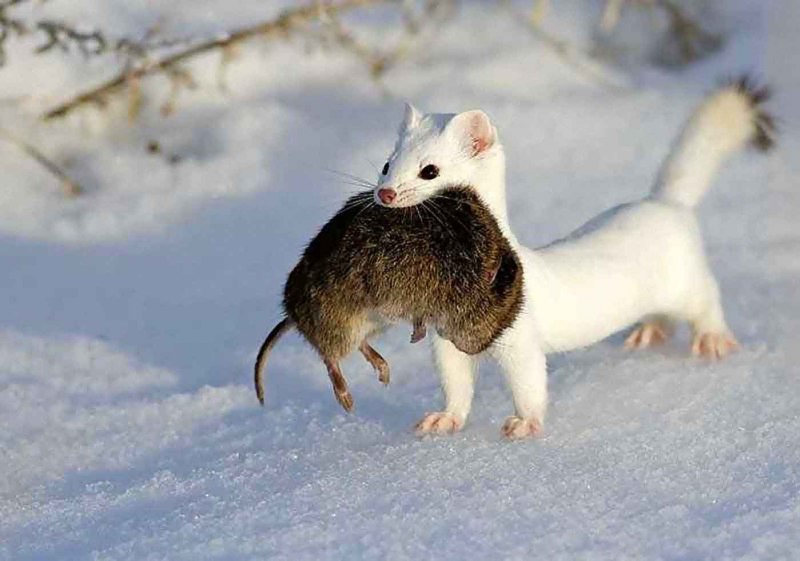 Ласка белая