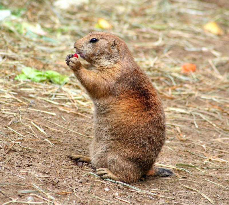 Gopher and Marmot