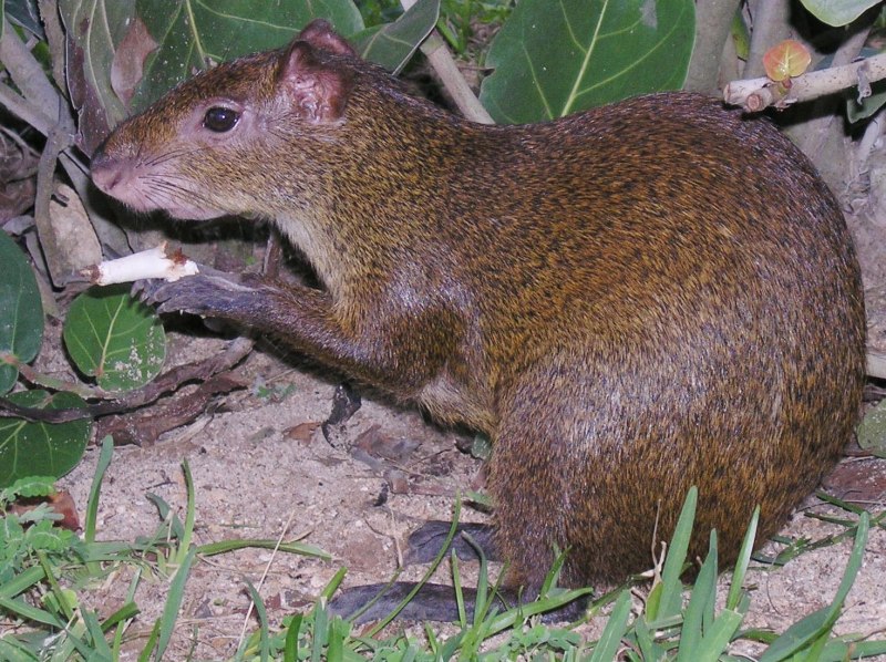 Dasyprocta Guamara