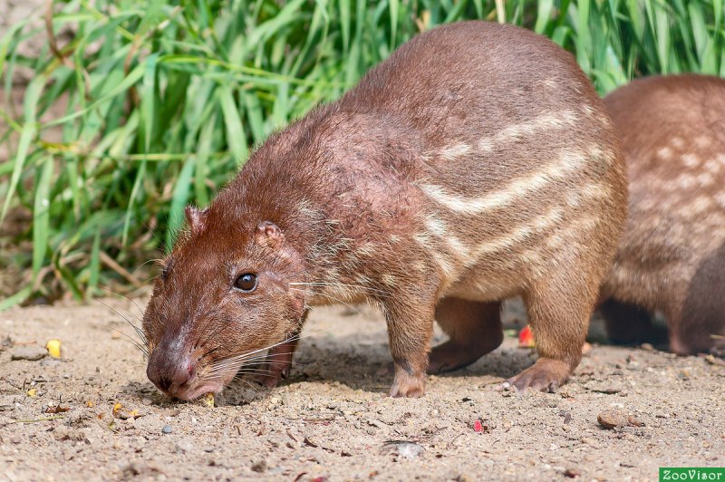 Пака (cuniculus Paca