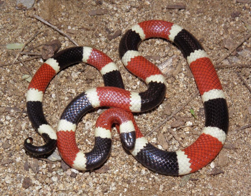 Королевская змея (Lampropeltis)