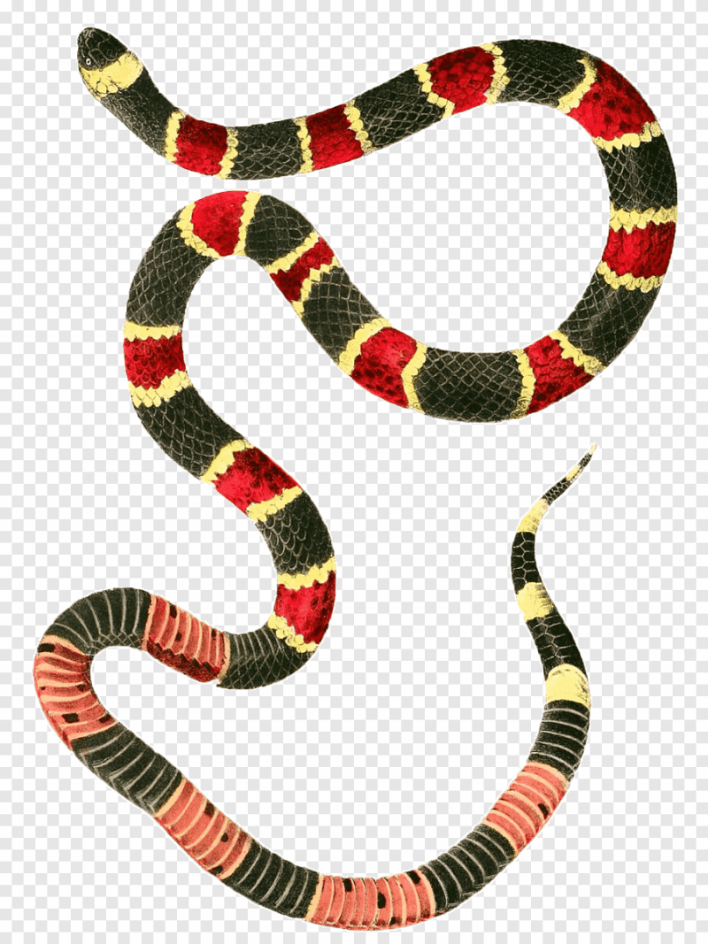 Королевская змея (Lampropeltis)