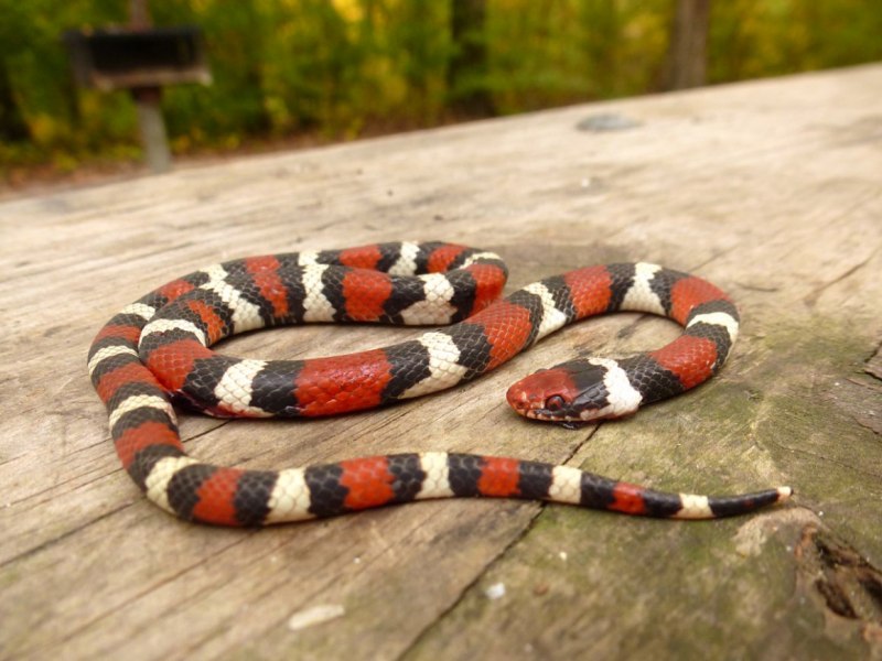 Lampropeltis Triangulum