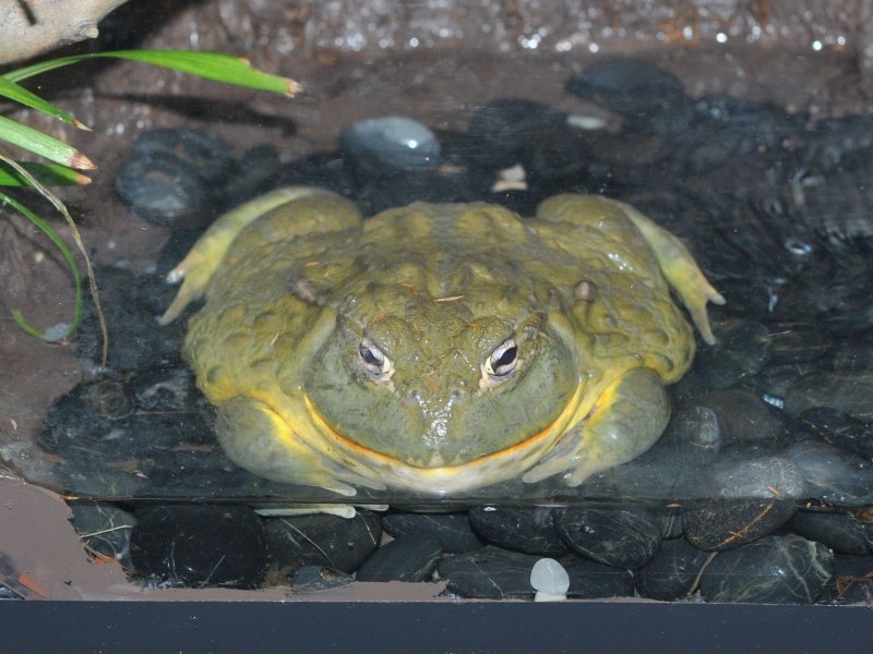 Лягушка-бык (lithobates catesbeianus)