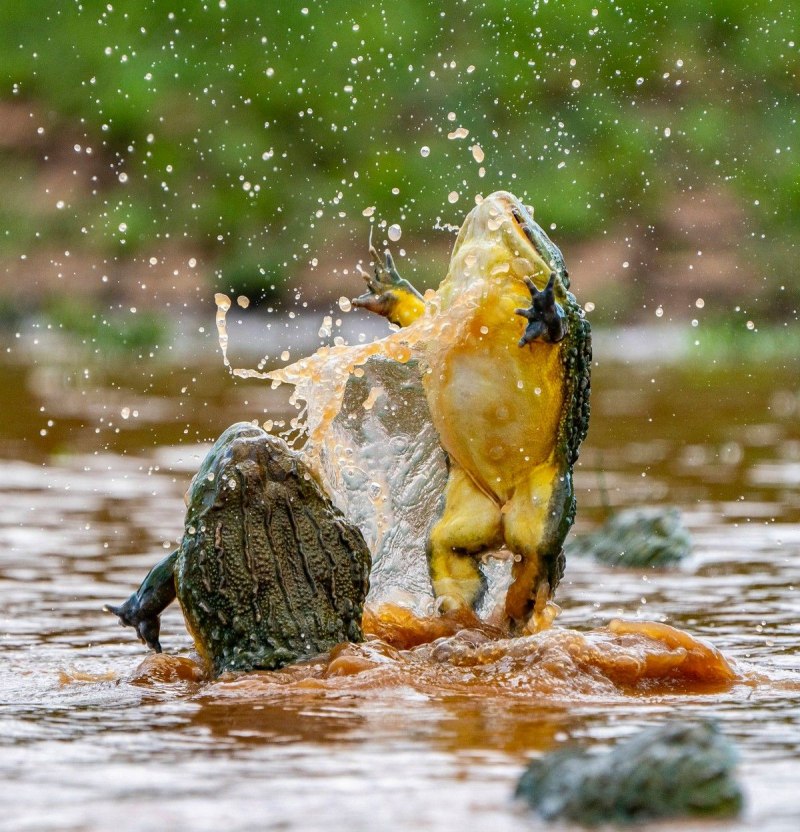 Лягушка бык водонос