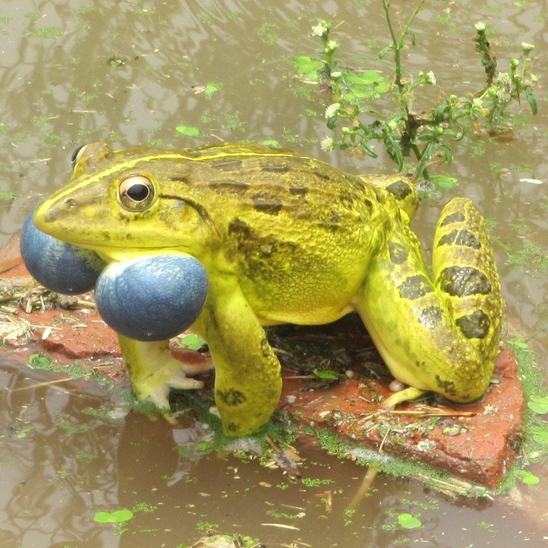 Буллфрог жаба