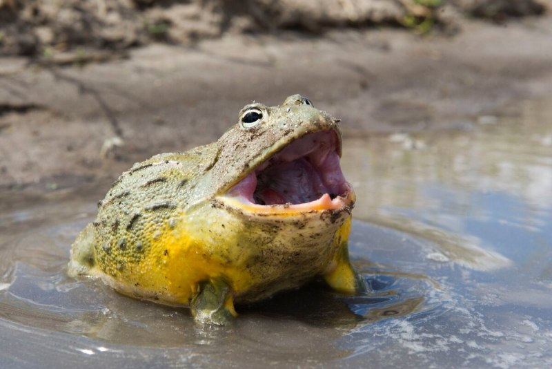 Лягушка-бык (lithobates catesbeianus)